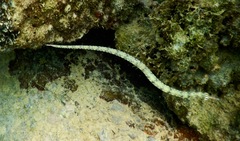 Syngnathinae
