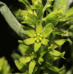 Veratrum dolichopetalum