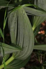 Veratrum dolichopetalum
