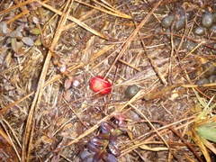 Vaccinium macrocarpon