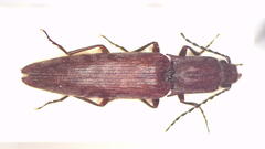 Paracrepidomenus linearis