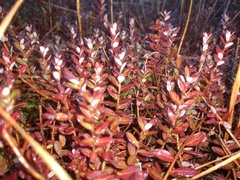 Vaccinium macrocarpon