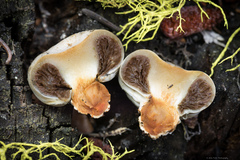 Pholiota nubigena
