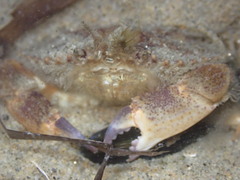 Metacarcinus anthonyi