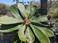 Banksia integrifolia