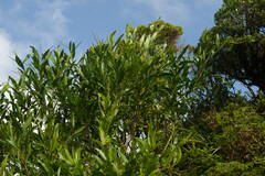 Citharexylum caudatum