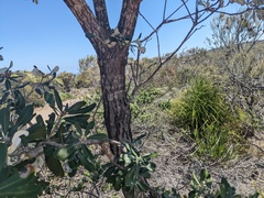 Banksia integrifolia