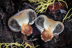 Pholiota nubigena