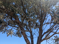 Banksia integrifolia