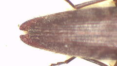 Paracrepidomenus linearis
