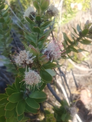 Leucospermum bolusii