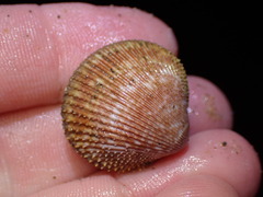 Dallocardia quadragenaria