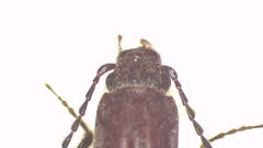 Paracrepidomenus linearis