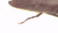 Paracrepidomenus linearis