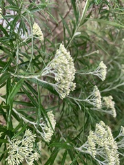 Ozothamnus ferrugineus