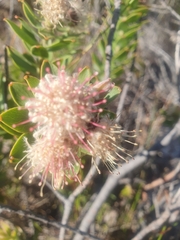 Leucospermum bolusii