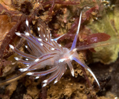 Facelina bostoniensis