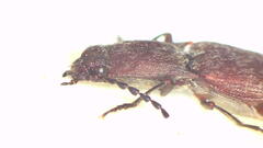 Paracrepidomenus linearis