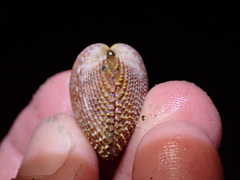 Dallocardia quadragenaria