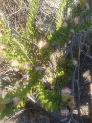 Leucospermum bolusii