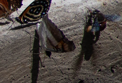 Doxocopa