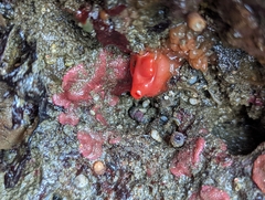 Cnemidocarpa finmarkiensis