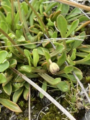 Brachyscome sinclairii