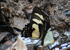 Heraclides torquatus