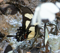 Heraclides torquatus