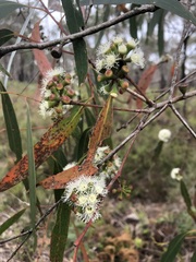 Eucalyptus falciformis