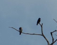 Chelidoptera tenebrosa