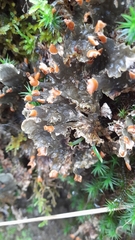 Peltigera horizontalis