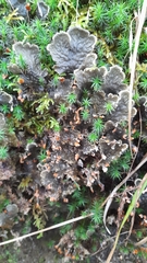 Peltigera horizontalis