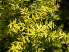 Melaleuca styphelioides