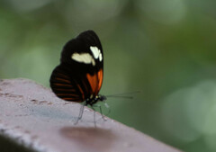 Heliconius