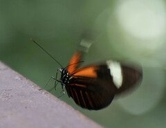 Heliconius