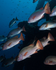 Lutjanus argentimaculatus