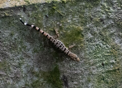 Gonatodes concinnatus