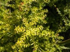 Melaleuca styphelioides