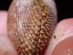 Dallocardia quadragenaria