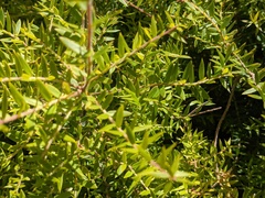 Melaleuca styphelioides