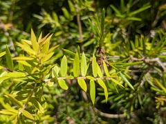 Melaleuca styphelioides