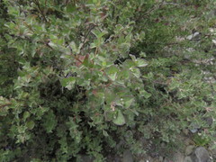 Brickellia veronicifolia