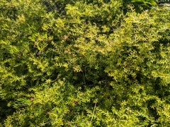 Melaleuca styphelioides