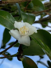 Camellia
