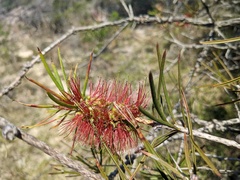 Melaleuca linearis
