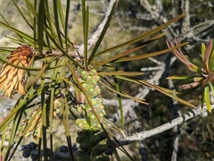 Melaleuca linearis
