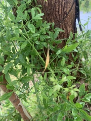 Clematis microphylla