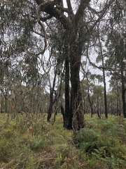 Eucalyptus falciformis