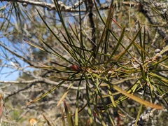 Melaleuca linearis